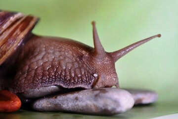 snail on a leaf