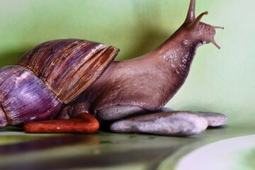 snail on a leaf
