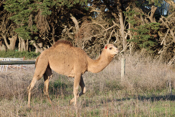 Camel on the Australian Farm