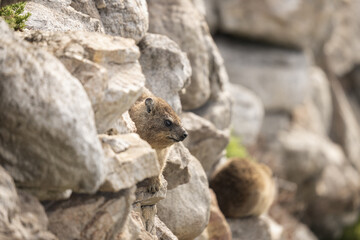 Rock hyrax is hiding behind the rock. Colony of procavia capensis are sunnying on the rocky wall. African wildlife. 