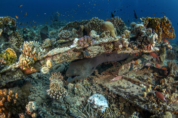 Giant moray hiding in the coral reef. Gymnothorax javanicus during dive in Egypt. Fish who look...