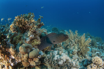 Giant moray hiding in the coral reef. Gymnothorax javanicus during dive in Egypt. Fish who look like snake. Marine life in Red sea. Huge moray between coral garden.