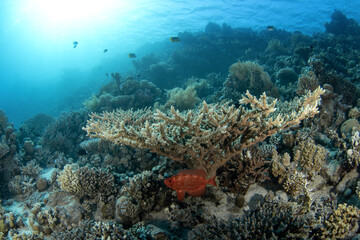 Priacanthus hamrur is hiding under the coral in Egypt. Red fish with big eye. Moontail bullseye in Red sea. 