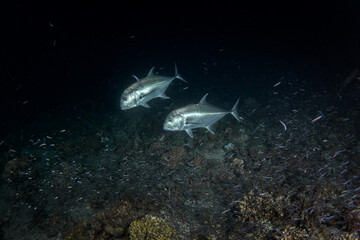 Giant trevallies are hunting small shoal of fish. School of caranx ignobilis during night dive in...