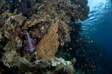 Corals in Egypt shallow sea. A lot of corals during dive in Red Sea. Abundant marine life on the coral reef. Coral garden in Red sea.