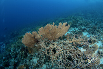 Subergorgia mollis coral in Egypt shallow sea. A lot of corals during dive in Red Sea. Abundant marine life on the coral reef. Subergorgiidae coral garden in Red sea.