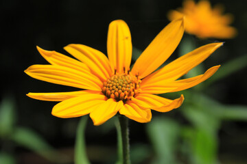Sunchoke flower