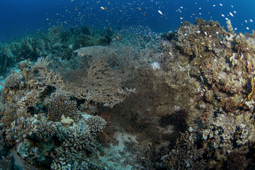 Golden sweepers are hiding in the coral reef in Egypt. Small fry during dive in Red Sea. Abundant marine life on the coral reef