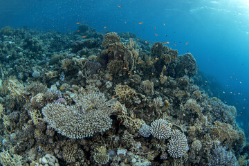Corals in Egypt shallow sea. A lot of corals during dive in Red Sea. Abundant marine life on the coral reef. Coral garden in Red sea.