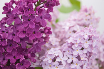 Close-up of vibrant lilac flowers with green leaves