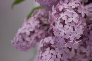 Obraz premium Close-up of soft pink lilac flowers with green leaf