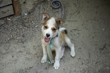 A playful puppy sits happily on a dusty ground in a shaded outdoor area, enjoying the warm afternoon sun