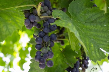 Grapes growing in a vineyard under sunlight during the summer season