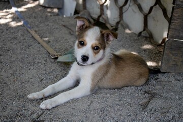 A playful puppy lounging in a sandy area under a shaded structure on a sunny day