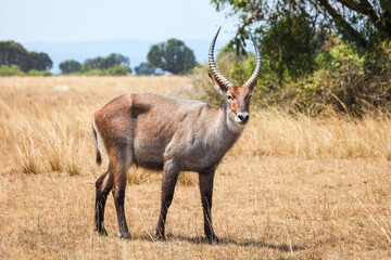 Defassa waterbuck