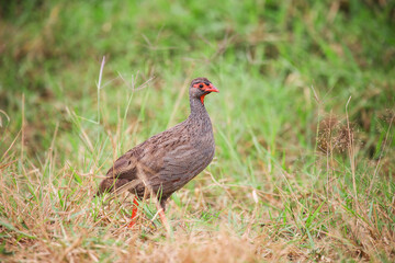 Red-necked spurfowl