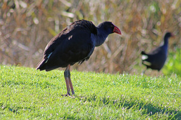 Australasian swamphen in Austrailia