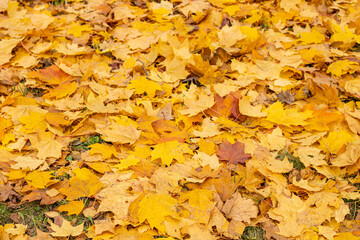 Autumn background in warm yellow tones from dry maple leaves