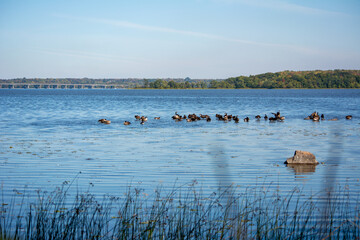 Groupe de bernache sur le lac des Deux-Montagnes