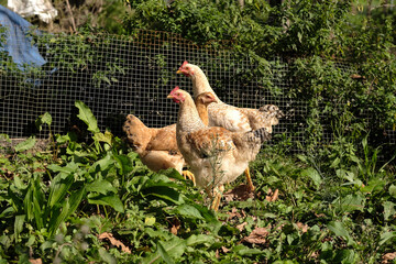 Chickens roaming freely in a green backyard during sunny daylight in a rural setting