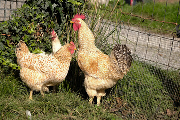 Chickens roaming freely in a green backyard during sunny daylight in a rural setting