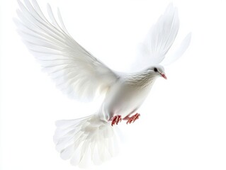 Obraz premium A white dove in mid-flight, wings gracefully spread, set against a transparent background. The image exudes serenity and peace.