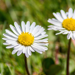 Fototapeta premium Marguerite 