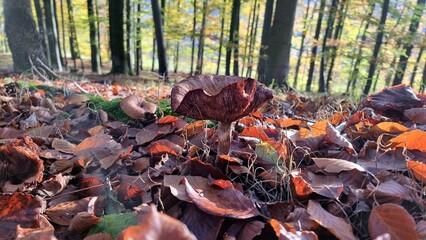 mushrooms in autumn forest