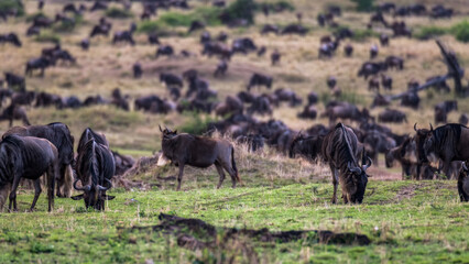 Die Wanderung der Gnus 