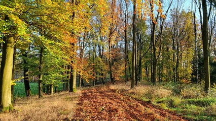 autumn in the forest