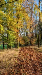 autumn ilight and mood n the forest