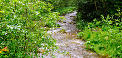 Mountain river with a rocky bed and green forest on the banks. Rainy cloudy weather.