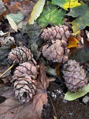 pine cones on the ground