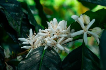 "Floración del cafeto en una finca cafetera de Perú"