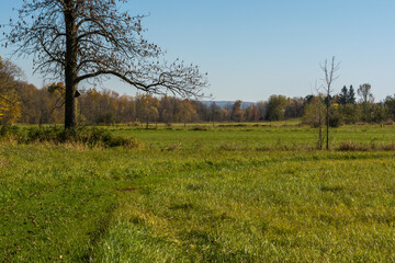 Arbre solitaire dans un paysage automnal