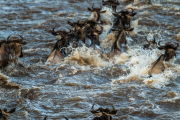 Die Wanderung der Gnus 