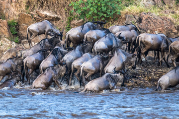 Die Wanderung der Gnus 