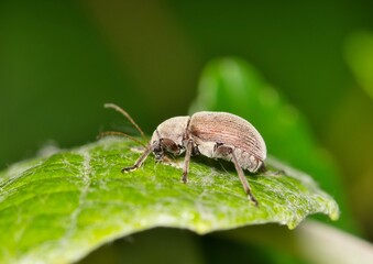 Grape rootworm beetle Neofidia lurida nature insect pest control agriculture.