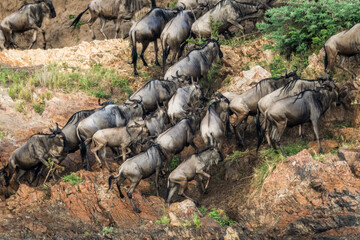 Die Wanderung der Gnus 