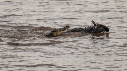 Die Wanderung der Gnus 