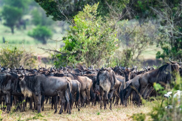 Die Wanderung der Gnus 