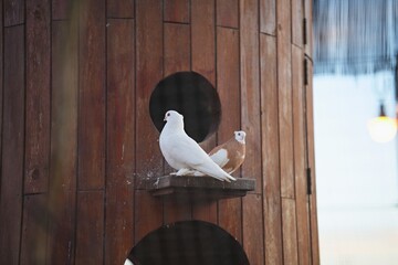 Pair of thoroughbred white and brown pigeons in a bird enclosure.
