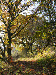 Fototapeta premium Herbstspaziergang im Söhrewald
