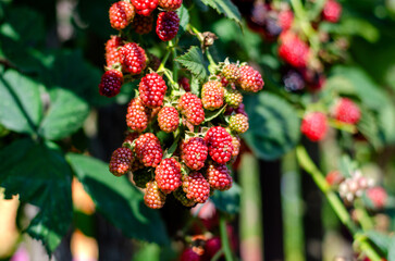Blackberries on a bush ripen in summer with a blurred background
