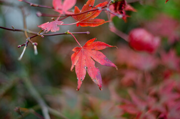 Red Maple Leaf in Autumn Close Up