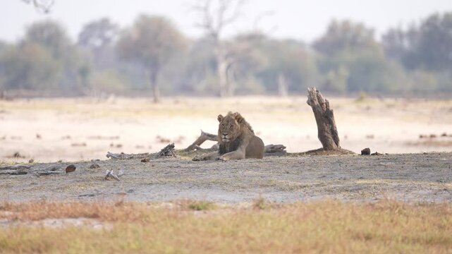 Mature male African Lion (Panthera leo) laying under a shade tree resting on the plains of Zimbabwe. Slow motion, 25 percent natural speed.