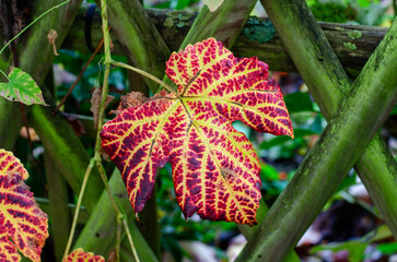 Grape leaf in different colors in autumn close up