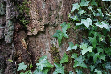 green ivy leaves on wood background