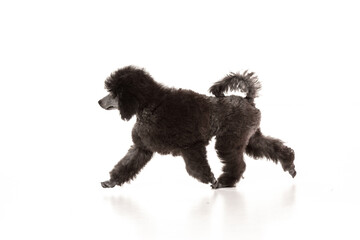 poodle puppy on white background