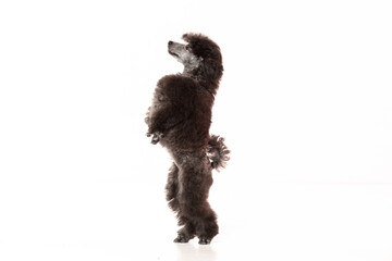 poodle puppy on white background